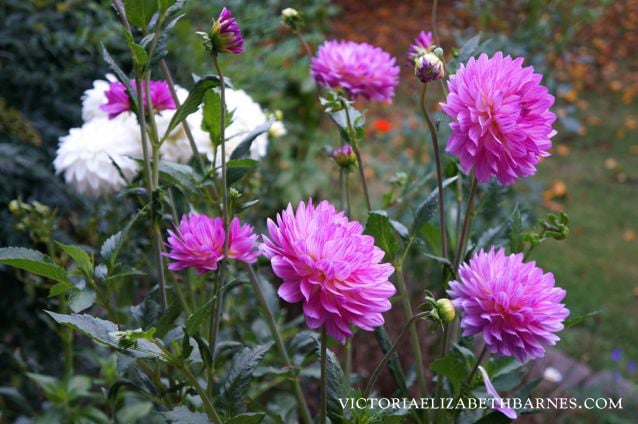 Dahlias are one of my favorite flowers— especially for cutting. See my best varieties in bloom!