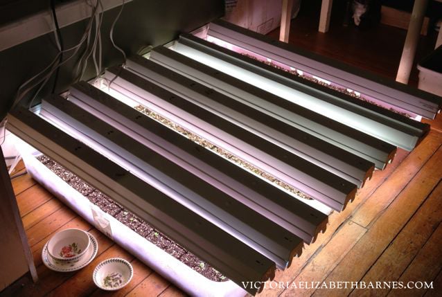How to start seeds indoors- grow lights, seedling trays and heat mats.