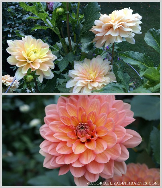 Photos of the flower garden and my favorite dahlias… so bright and colorful and great for cutting!