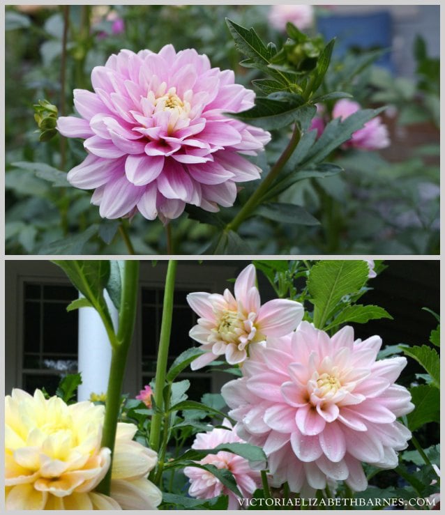 Photos of the flower garden and my favorite dahlias… so bright and colorful and great for cutting!