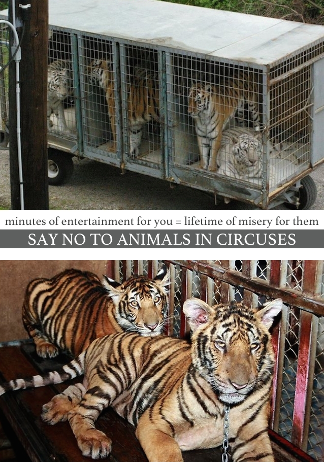 Circus animals LIVE in small, filthy travel cages with only enough room to stand and turn around… no matter freezing cold or sweltering heat, without regard for their basic care. We can make a difference simply by SHARING information and encouraging people to NOT support circuses or any other “entertainment” that uses animals