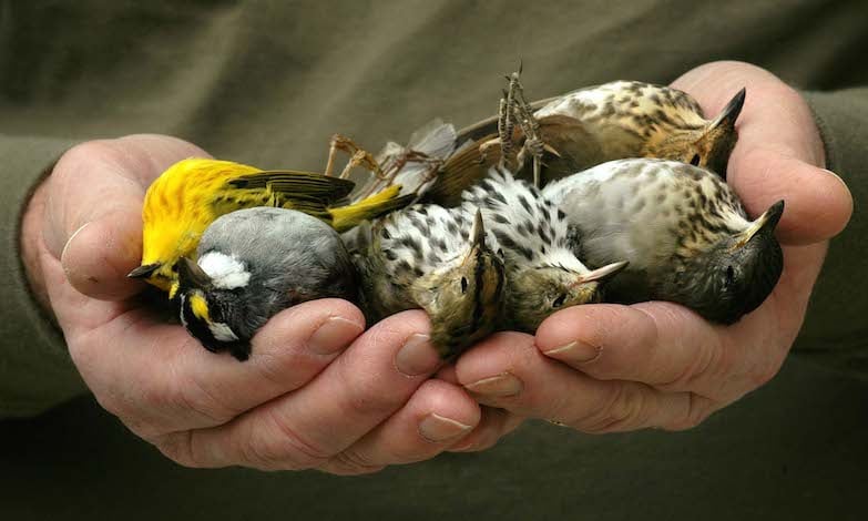 pesticides cause songbird death