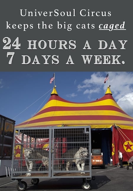 universoul-circus-keeps-the-big-cats-caged-24-hours-a-day