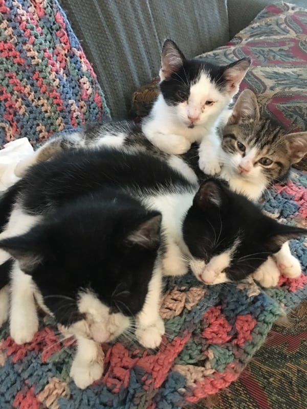 kittens for adoption near me craigslist