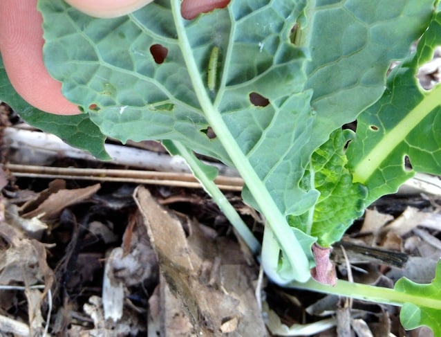 The real meaning of organic gardening-- picking bugs off plants.