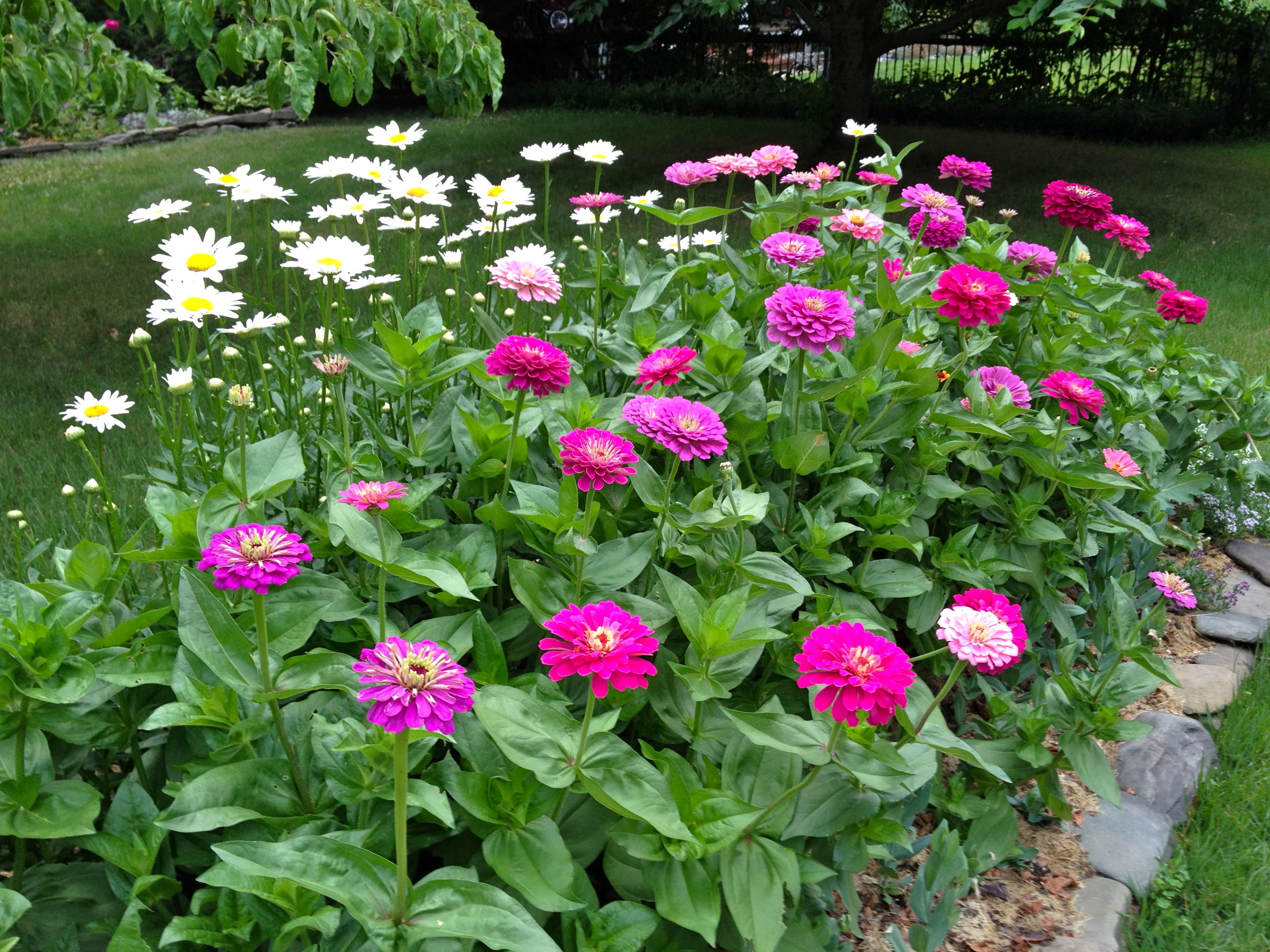 Benary�s Giant Zinnia, cut flower garden Victoria