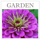 Organic gardening. Flower bed. Starting from seed. Easy cut flowers. Cuttings. Benary giant zinnia. lisianthus
