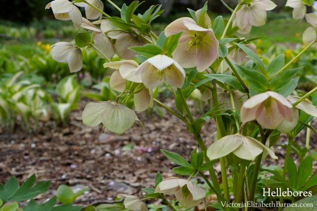 8 best shade-loving plants! Flowering shade perennials, come back year after year, are maintenance free!!