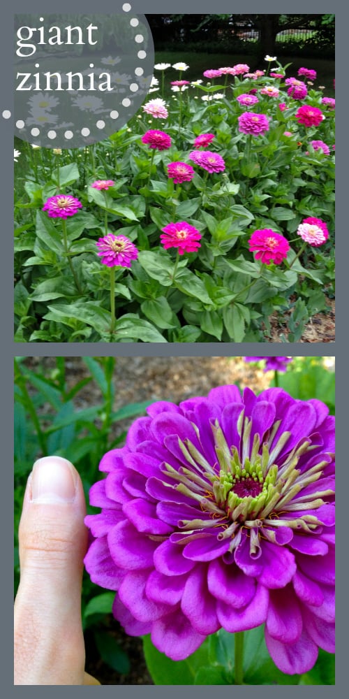 Best flowers for a cutting garden! So easy, and bloom all season long!!