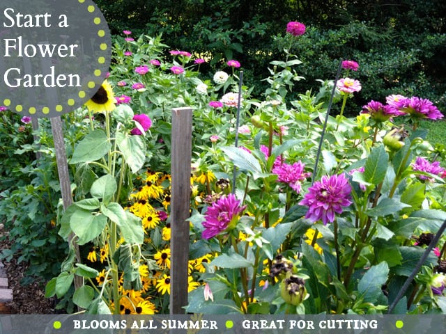 Best flowers for cutting! Colorful, easy-to-grow, flower garden that blooms all summer long!