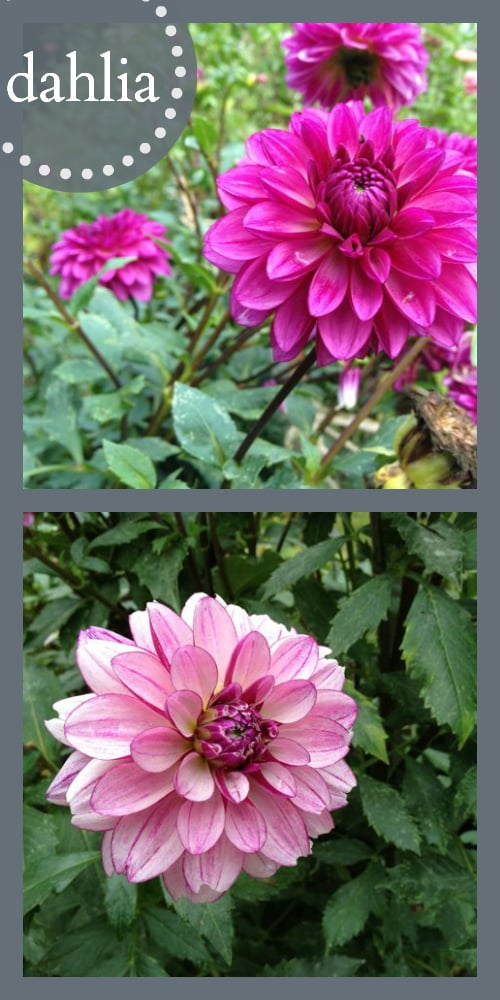 My favorite flowers for a cutting garden! Easy to start, blooms all season long, great for cutting and filling your garden with color! Dahlia, zinnia, sunflower, daisy, and other hardy, low-maintenance plants with LOTS of flowers.