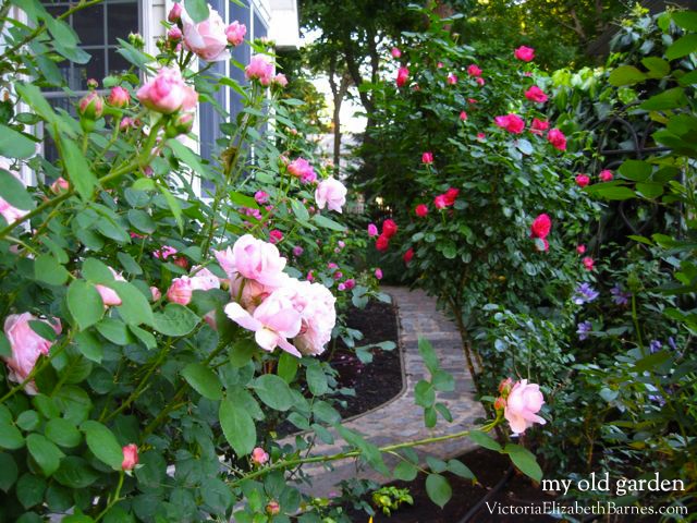 My Favorite Flowers For Cutting Planning A Cottage Garden That