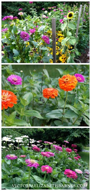 My favorite flowers for a cutting garden! Easy to start, blooms all season long, great for cutting and filling your garden with color! Dahlia, zinnia, sunflower, daisy, and other hardy, low-maintenance plants with LOTS of flowers.