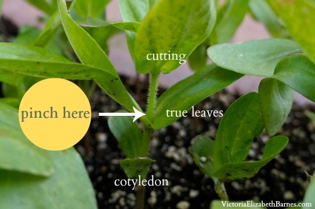 How to grow cuttings. Step-by-step instructions for pinching plants and rooting cuttings.