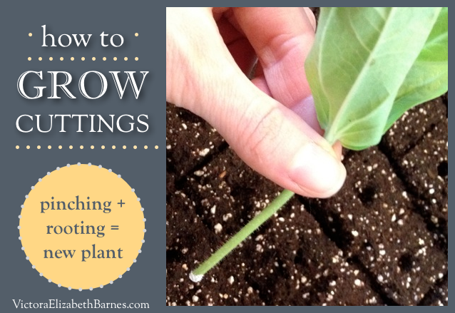 How to grow plant cuttings. Step-by-step instructions for pinching plants and rooting the cuttings.