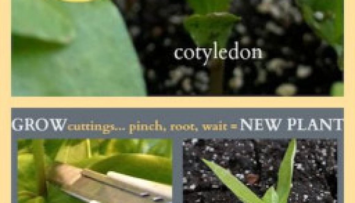 How to grow plant cuttings. Step-by-step instructions for pinching plants and rooting the cuttings... You