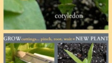 How to grow plant cuttings. Step-by-step instructions for pinching plants and rooting the cuttings... You