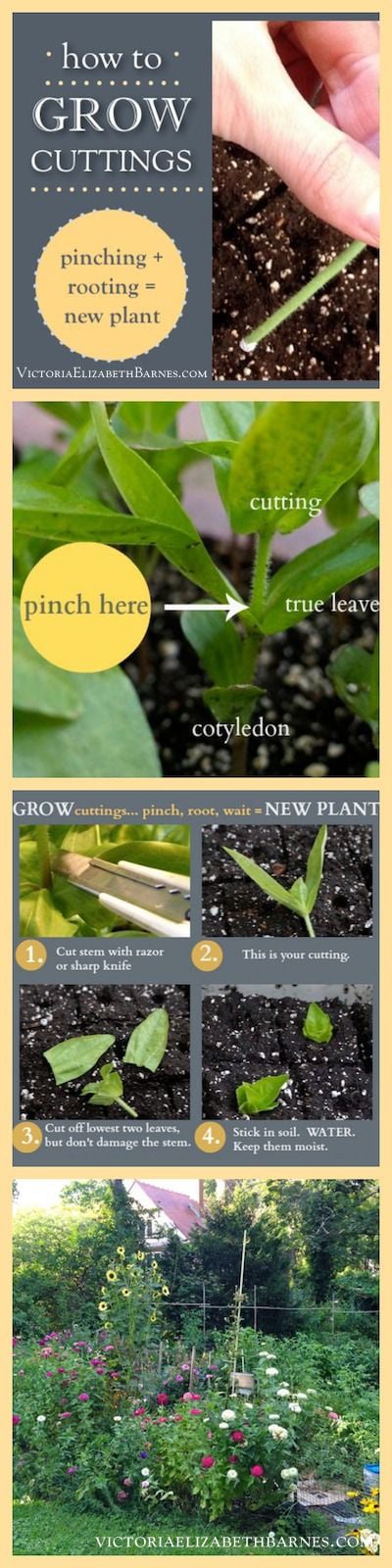 How to grow plant cuttings. Step-by-step instructions for pinching plants and rooting the cuttings... You'll have fuller plants and more flowers.
