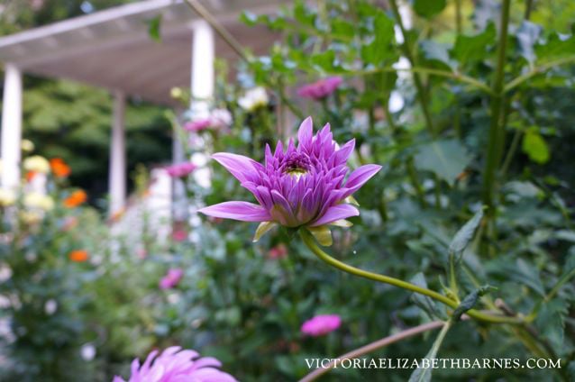 Dahlias are one of my favorite flowers— especially for cutting. See my best varieties in bloom!