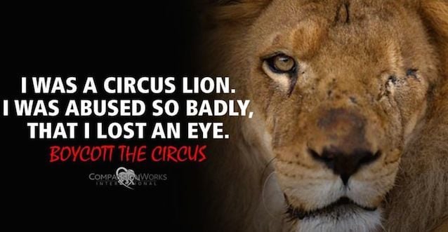 Circus animals LIVE in small, filthy travel cages with only enough room to stand and turn around… no matter freezing cold or sweltering heat, without regard for their basic care. We can make a difference simply by SHARING information and encouraging people to NOT support circuses or any other “entertainment” that uses animals