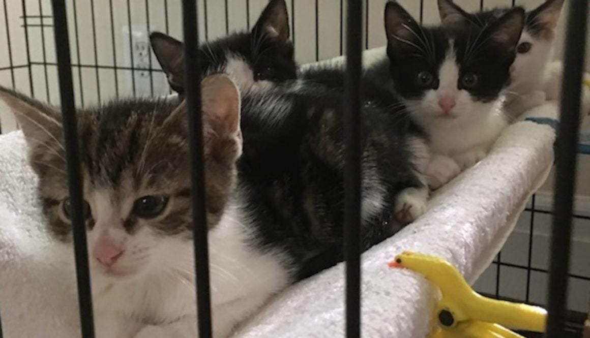 four foster kittens