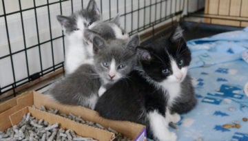 fostering kittens cover