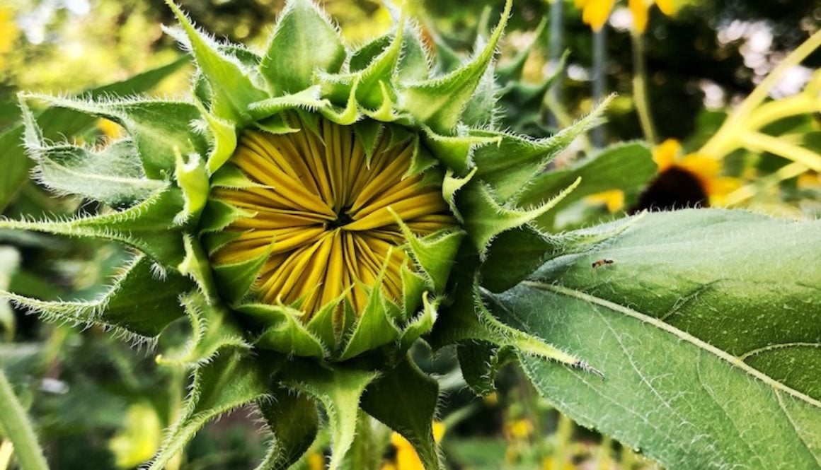 sunflowers 5