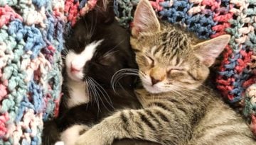 foster kittens july 2019