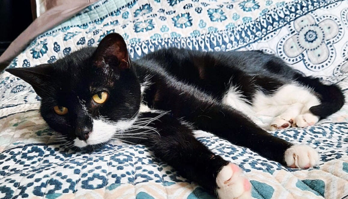 Lovebug senior tuxedo kitty needs a home.
