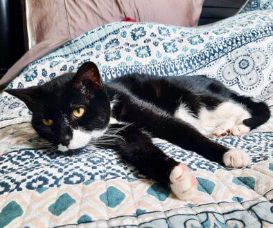 Lovebug senior tuxedo kitty needs a home.